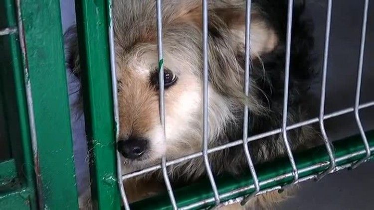 06242016_schronisko_dni_otwarte2.mp4