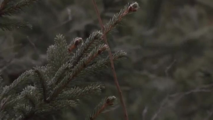 12212016_nadlesnictwo_choinki_plantacja2.mp4