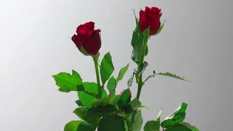 03082017_klub_seniora_bajka_dzien_kobiet2.mp4