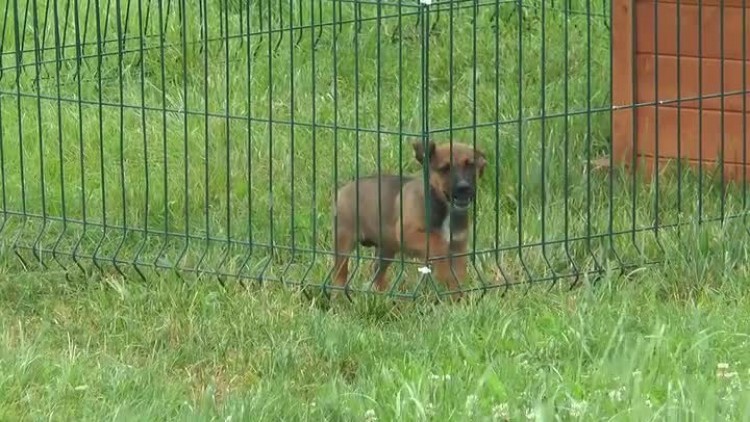 07172017_schronisko_hotel_dla_psow2.mp4