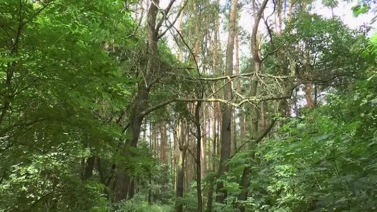 07312017_policja_somobojstwo_las_przytorze2.mp4