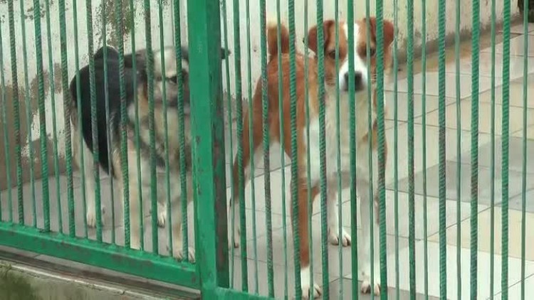 10062017_schronisko_zwierzat_dni_otwarte2.mp4