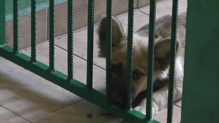 10182017_kleszczow_porzucony_pies_znaleziony_wlasciciel2.mp4