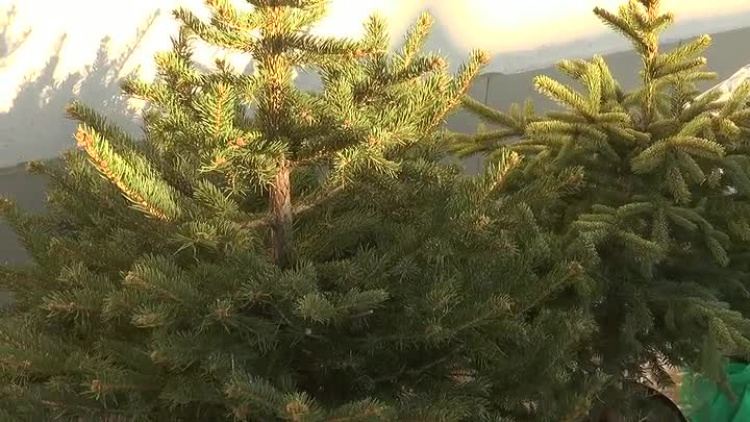 01072019_miasto_schronisko_psygraniemy_choinki2_bw339lysim0w8kw_.mp4