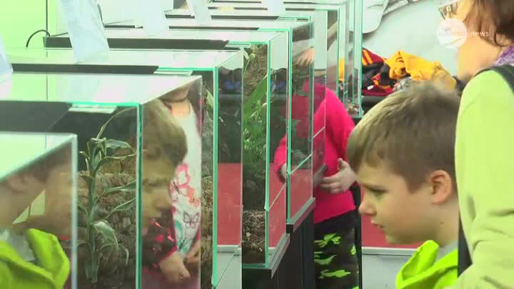 01172020_mck_wystawa_pajaki_skorpiony.mp4