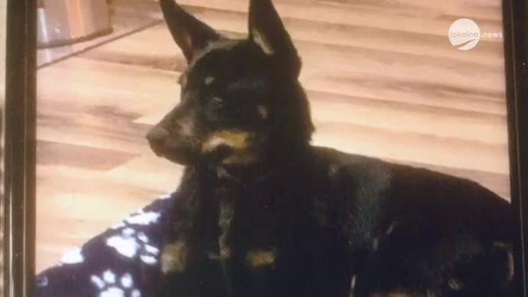 08212020_pies_zaginiecie_ekoregion2.mp4