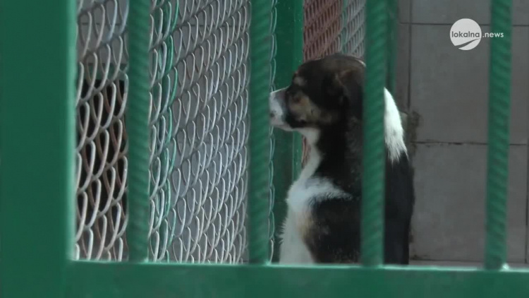 11042020_miasto_bezplatna_kastracja_zwierzat.mp4