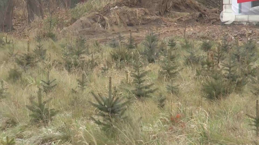 09122020-choinki-szymocha.mp4