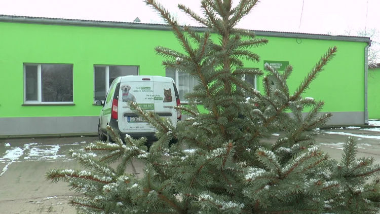 210108-schronisko-psygarniemy-choinki.mp4