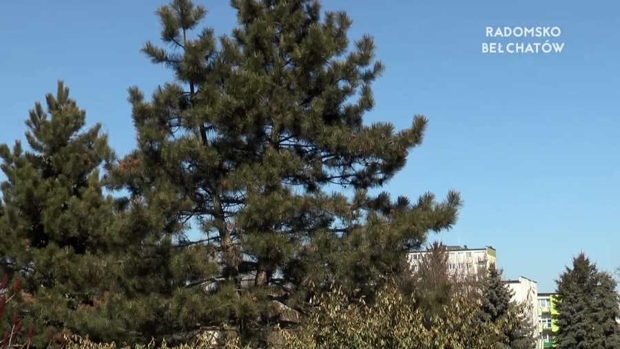 21032022-program-miejskie-drzewa-www.mp4