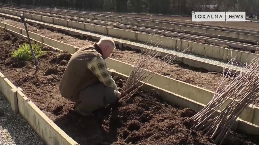 07042022-akcja-sadzonki-www.mp4