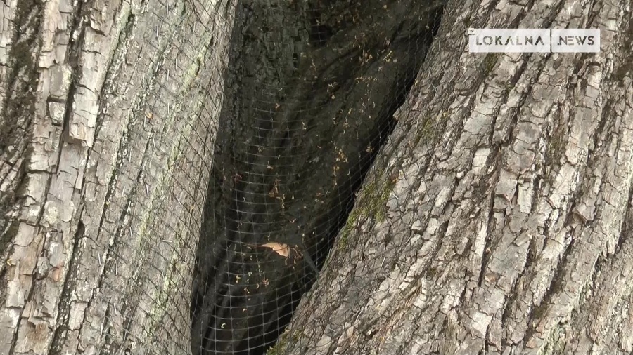 04072022-prace-dendrologiczne.mp4