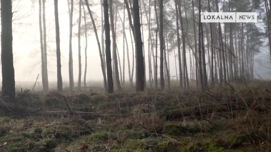 02082022-wakacje-las-www.mp4