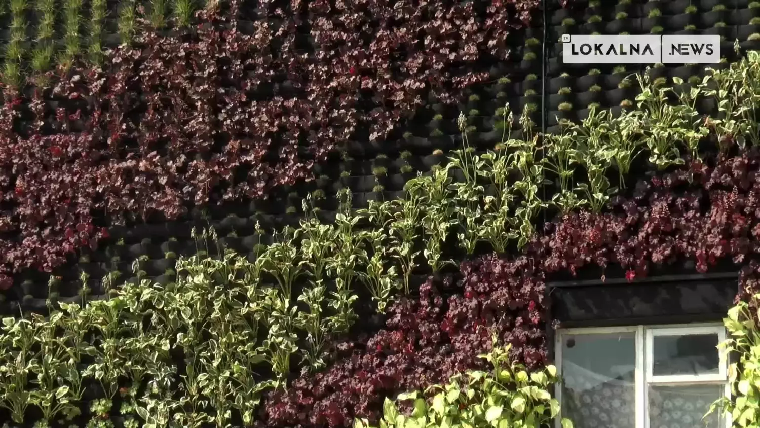 18082022-ogrody-wertykalne-radomsko-www.mp4