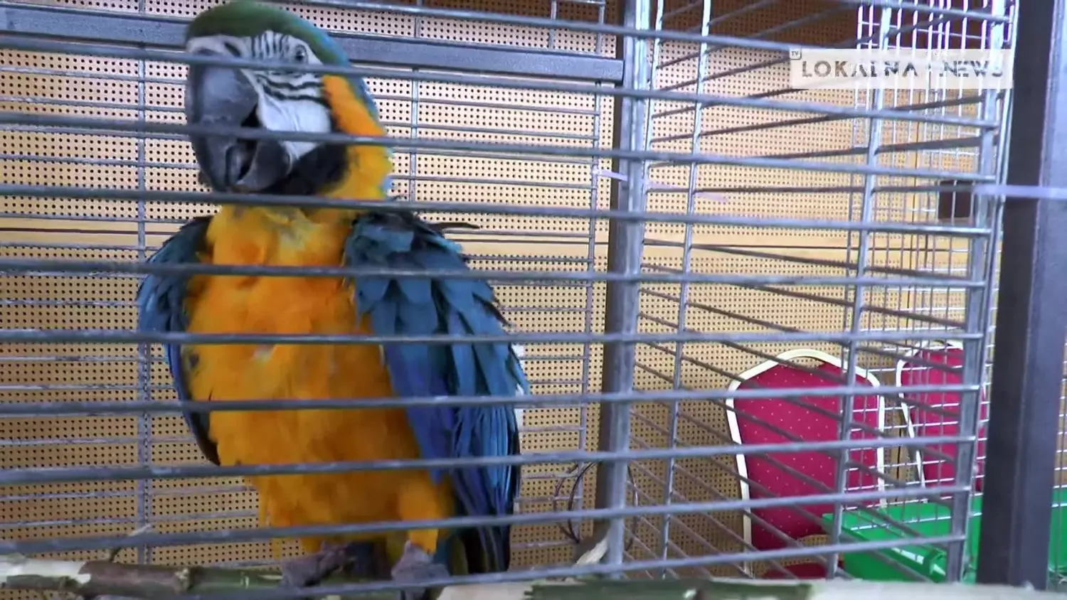 29082022-kleszczowskie-animalia-www.mp4