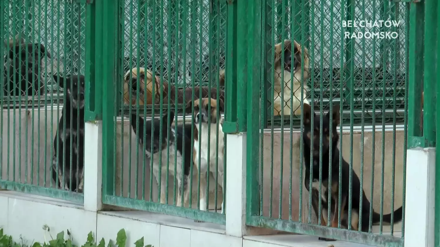 22092022-schronisko-psieprowadzki-www.mp4