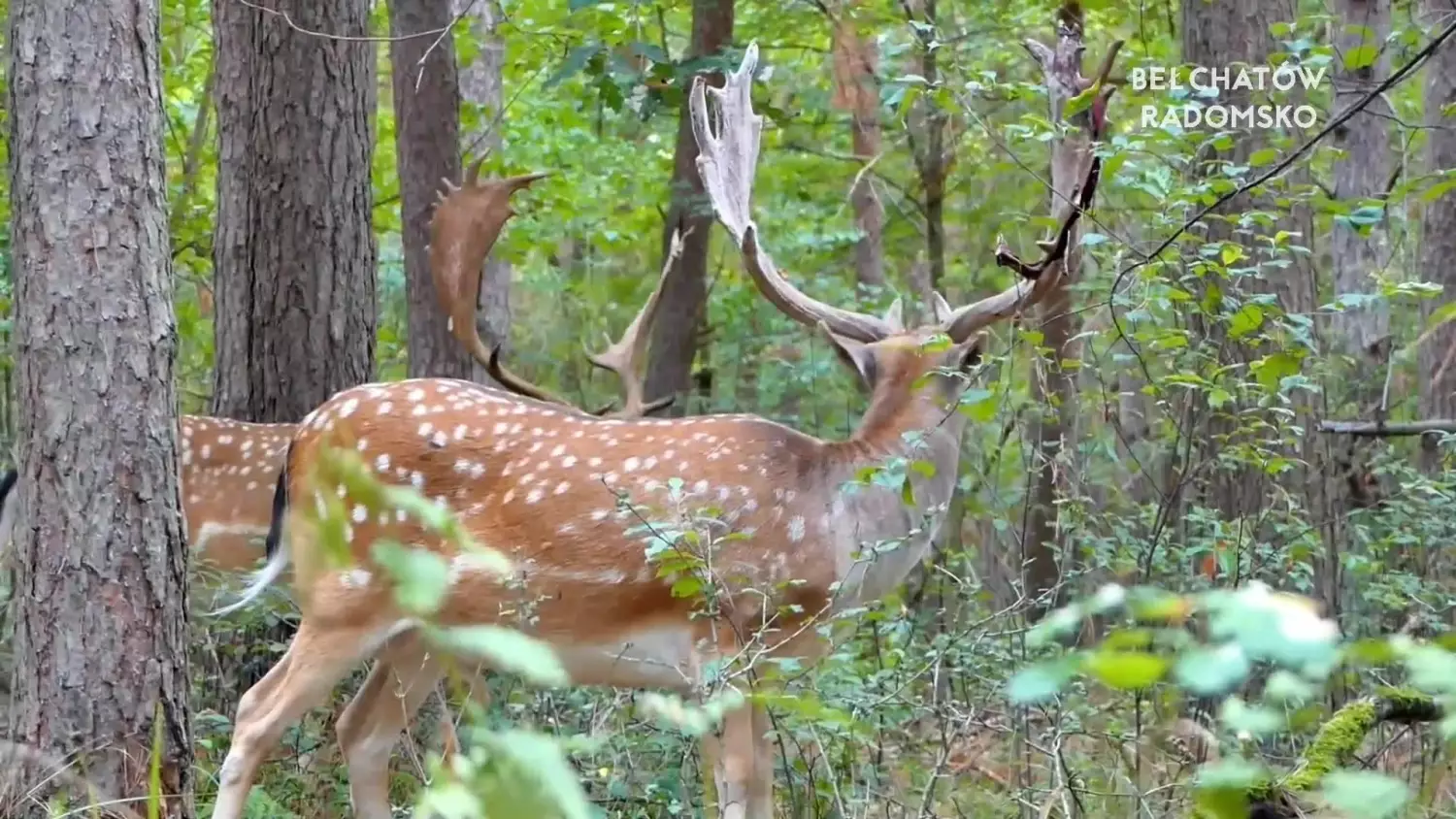 12102022-nadlesnictwo-www.mp4