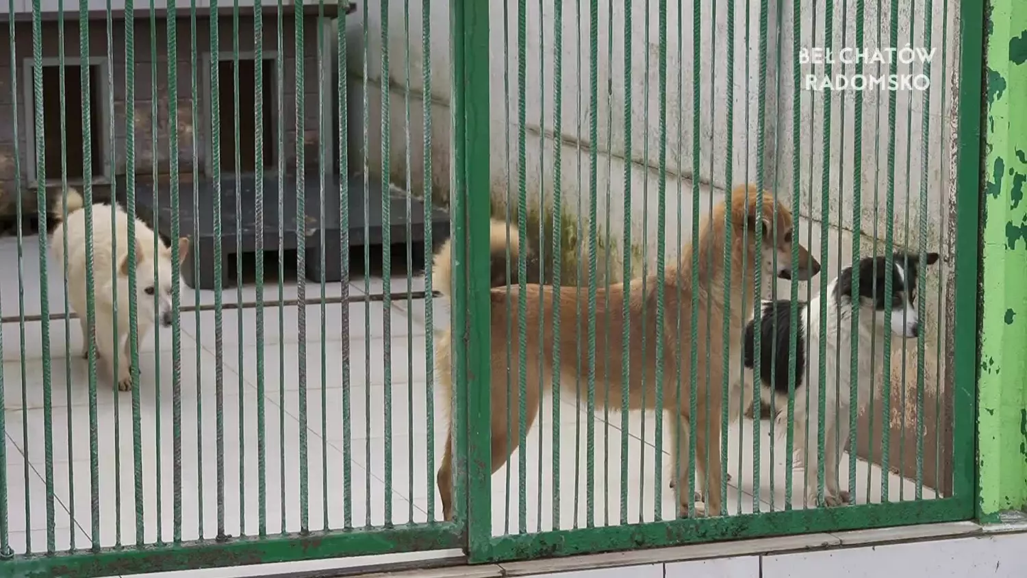 08122022-schronisko-szuka-pracownika-www.mp4