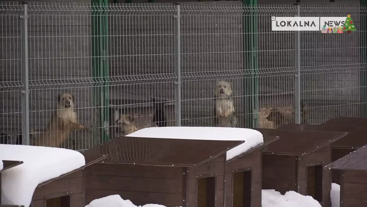 23122022-schronisko-wstrzymanie-adopcji-zwierzat-www.mp4