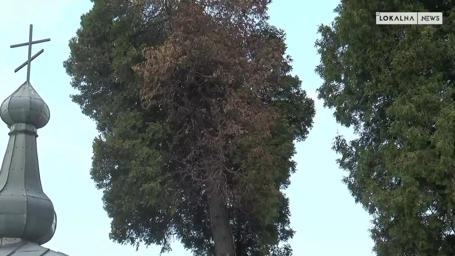 07062023-zatruta-tuja-www.mp4