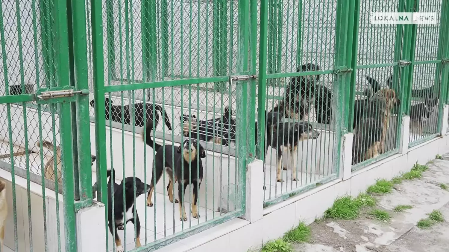 news-140623-dni-otwarte-schronisko-www.mp4