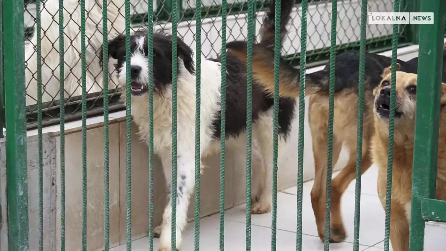 news-bel-041023-psytulaki-www.mp4