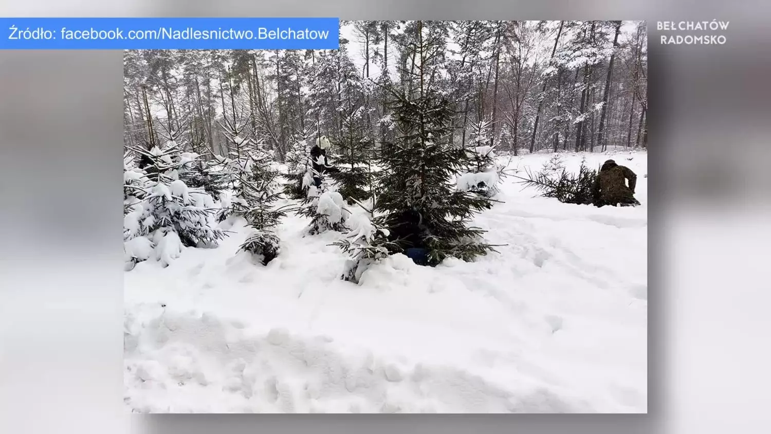 news-bel-121223-sprzedaz-choinek-www.mp4