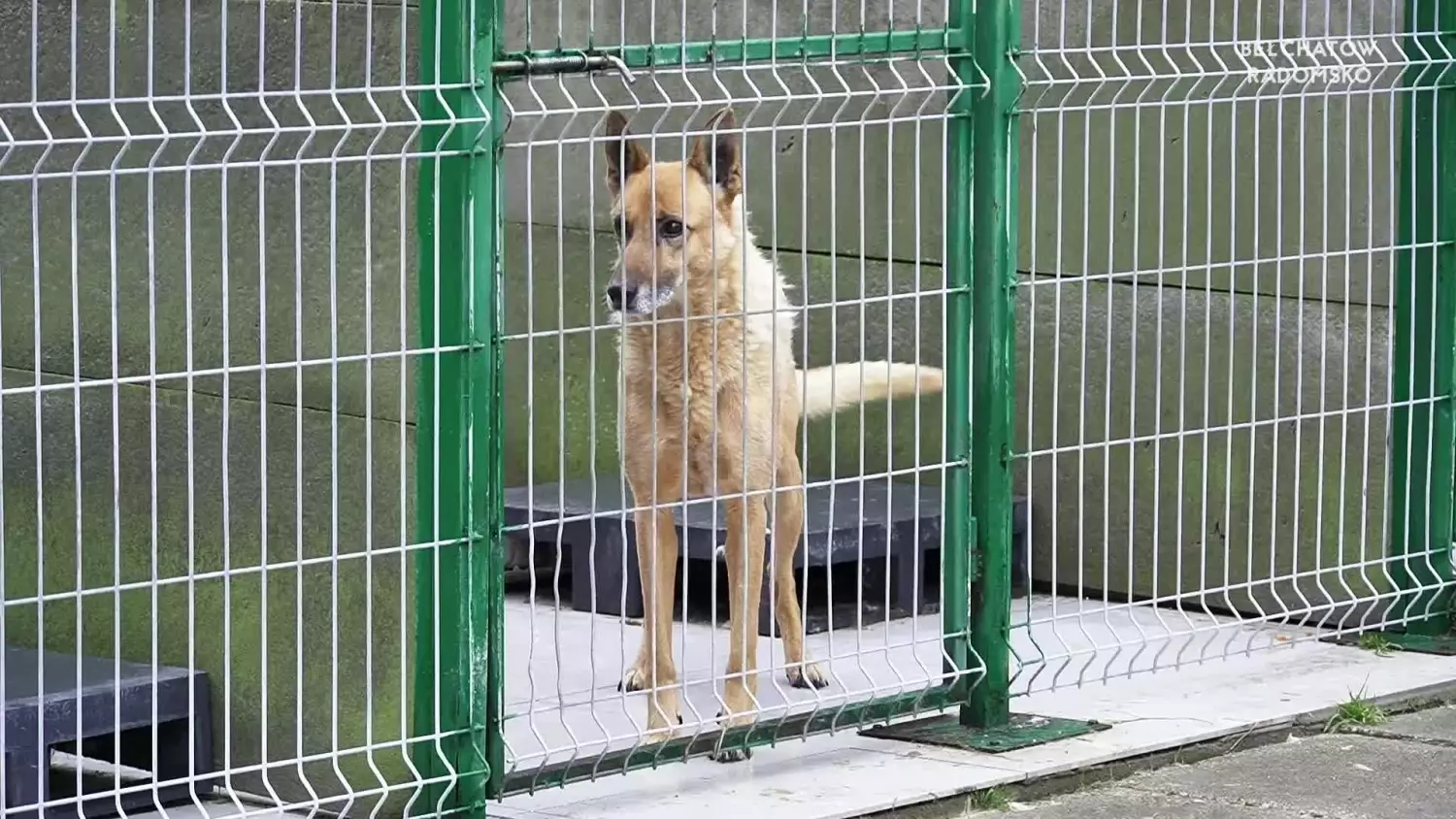 news-bel-121223-wstrzymane-adopcje-www.mp4