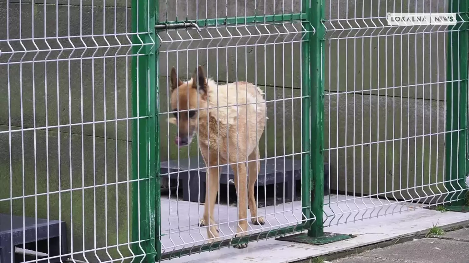 news-bel-030124-schronisko-interwencje-www.mp4