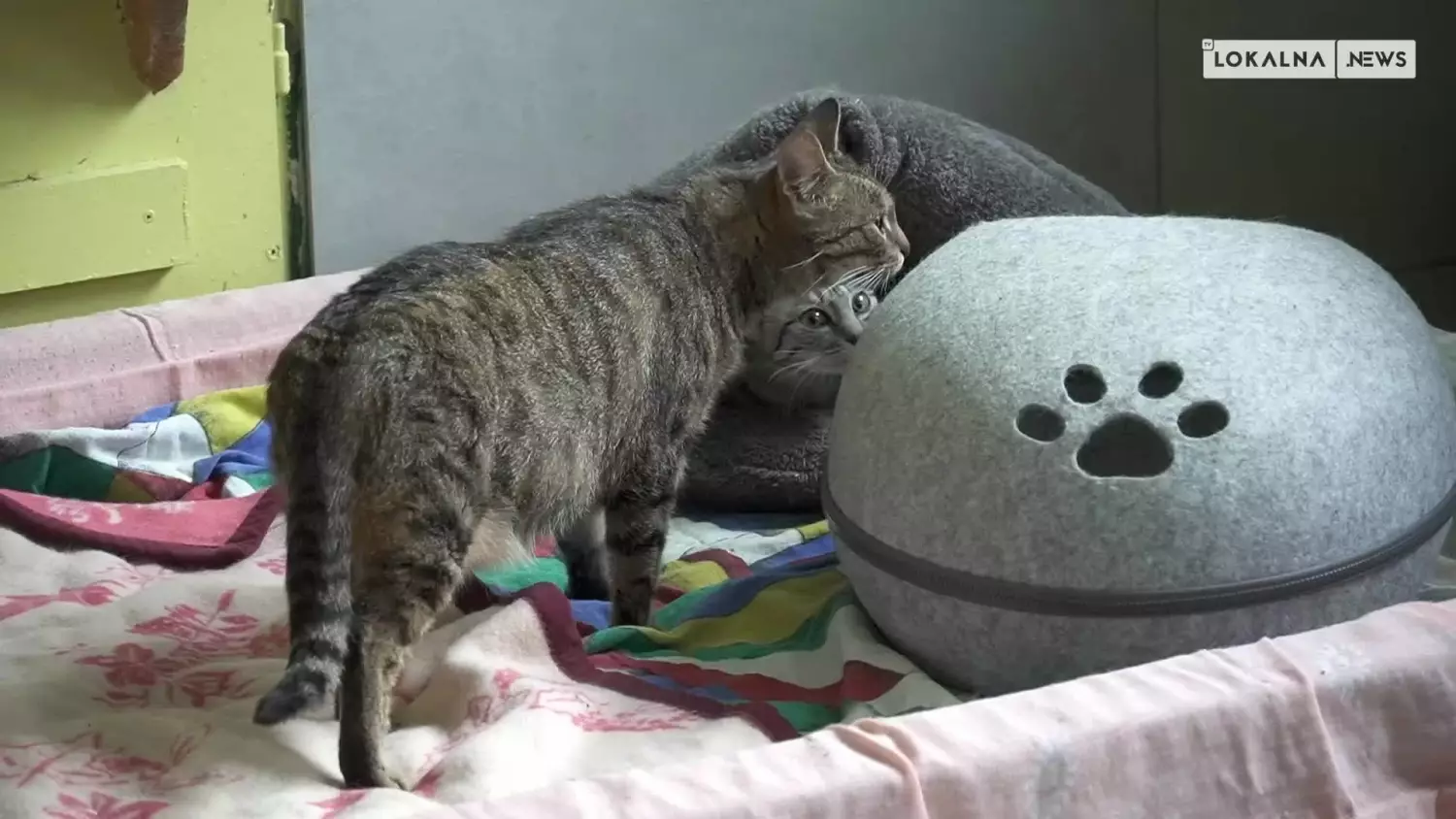 news-bel-100624-schronisko-pracowknik-www.mp4