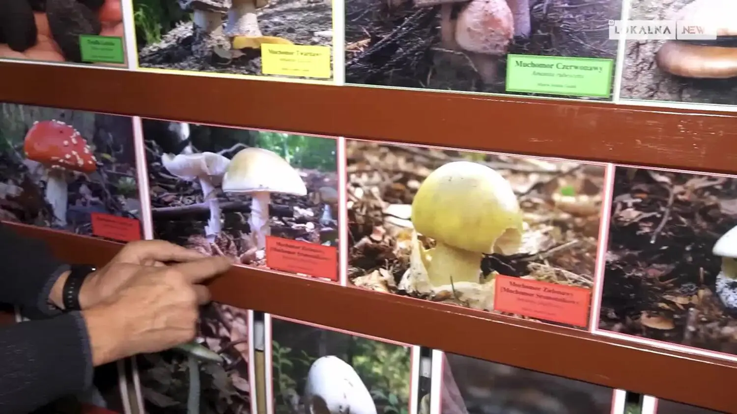 news-bel-140924-grzybowe-love-www.mp4